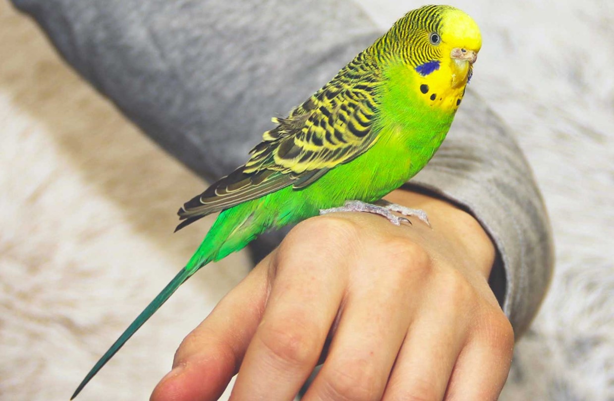 Understanding Your Parakeet